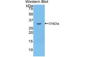 Western Blotting (WB) image for anti-Cadherin EGF LAG Seven Pass G-Type Receptor 2 (CELSR2) (AA 544-796) antibody (ABIN1858362) (CELSR2 antibody  (AA 544-796))