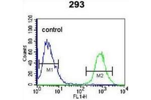 Flow cytometric analysis of 293 cells using OGN Antibody (C-term) Cat. (OGN antibody  (C-Term))