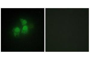 Immunofluorescence (IF) image for anti-Inositol 1,3,4,5,6-Pentakisphosphate 2-Kinase (IPPK) (N-Term) antibody (ABIN1849982)
