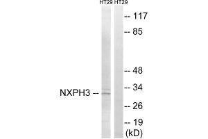 Western blot analysis of extracts from HT-29 cells, using NXPH3 antibody.