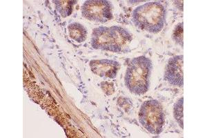 IHC-P: ANG2 antibody testing of rat intestine tissue (ANG2 antibody  (AA 19-348))