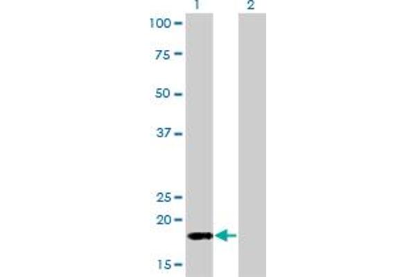 POLR2H antibody  (AA 1-150)