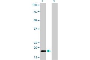 Western Blot analysis of POLR2H expression in transfected 293T cell line by POLR2H monoclonal antibody (M01), clone 3G6-1A4.