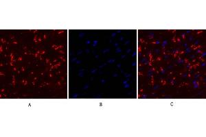 Immunofluorescence analysis of mouse heart tissue. (Connexin 43/GJA1 antibody  (AA 310-390))