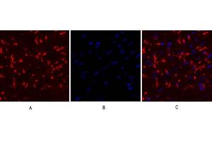 Immunofluorescence analysis of mouse heart tissue. (Connexin 43/GJA1 antibody  (AA 310-390))