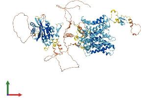 AlphaFold protein structure predicition of Human Recombinant SLC4A5 Protein, UniprotID Q9BY07