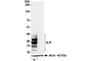 Western Blotting (WB) image for anti-Interleukin 9 (IL9) (AA 19-144) antibody (ABIN7795752)