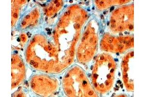 ABIN2559863 (4µg/ml) staining of paraffin embedded Human Kidney. (SEMA5A antibody  (Internal Region))