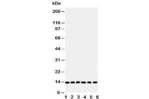 Western blot testing of Glutaredoxin 2 antibody and Lane 1:  rat testis (Glutaredoxin 2 antibody  (Middle Region))