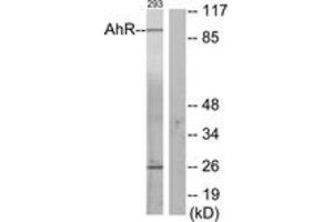 Western blot analysis of extracts from 293 cells, using AhR (Ab-36) Antibody.
