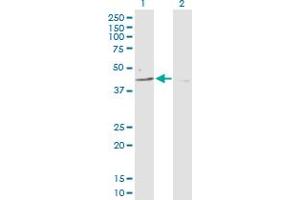 Western Blot analysis of PARD6B expression in transfected 293T cell line by PARD6B MaxPab polyclonal antibody. (PARD6B antibody  (AA 1-372))
