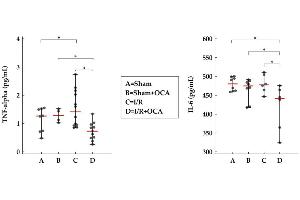OCA treatment decreases cortex TNF-alpha and IL-6 in rats submitted to partial liver ischemia (60 min) followed by reperfusion (120 min). (IL-6 ELISA Kit)