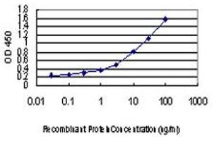 Detection limit for recombinant GST tagged IRF4 is approximately 0. (IRF4 antibody  (AA 342-451))