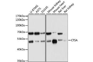 Western blot analysis of extracts of various cell lines, using CTSA antibody (ABIN1876689) at 1:1000 dilution.