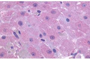 Anti-PTGFR antibody  ABIN1049263 IHC staining of human ovary.