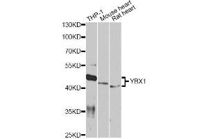 Western blot analysis of extracts of various cell lines, using YBX1 antibody. (YBX1 antibody)