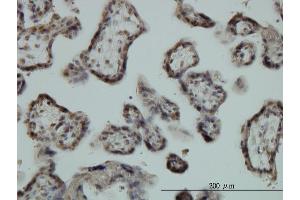Immunoperoxidase of monoclonal antibody to EGR1 on formalin-fixed paraffin-embedded human placenta. (EGR1 antibody  (AA 444-543))