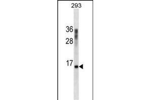 CST3 Antibody ABIN1539956 western blot analysis in 293 cell line lysates (35 μg/lane). (CST3 antibody  (AA 95-122))
