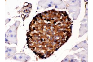 Anti- Prealbumin Picoband antibody,IHC(P) IHC(P): Mouse Pancreas Tissue (TTR antibody  (AA 21-147))