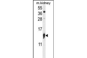 RPS12 Antibody (N-term) (ABIN656891 and ABIN2846090) western blot analysis in mouse kidney tissue lysates (35 μg/lane). (RPS12 antibody  (N-Term))