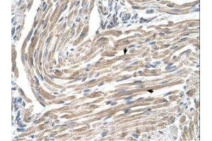 Image no. 1 for anti-Microsomal Glutathione S-Transferase 2 (MGST2) (N-Term) antibody (ABIN320924) (MGST2 antibody  (N-Term))