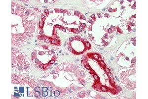 ABIN768592 (5µg/ml) staining of paraffin embedded Human Kidney.