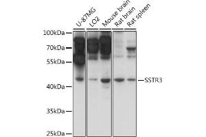 Western blot analysis of extracts of various cell lines, using SSTR3 antibody (ABIN7270494) at 1:1000 dilution. (SSTR3 antibody  (AA 250-350))