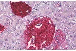 Anti-SST / Somatostatin antibody IHC staining of human pancreas, islets of Langerhans. (Somatostatin antibody  (AA 10-59))