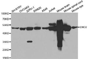 Western blot analysis of extracts of various cell lines, using ENO2 antibody (ABIN5971596) at 1/500 dilution. (ENO2/NSE antibody)