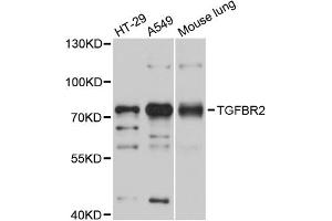 Western blot analysis of extracts of various cell lines, using TGFBR2 antibody (ABIN4905405) at 1:1000 dilution. (TGFBR2 antibody)