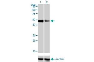 Western Blotting (WB) image for anti-Cytokine Receptor-Like Factor 1 (CRLF1) (AA 135-230) antibody (ABIN563992)