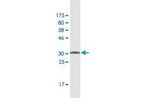 WFDC3 antibody  (AA 1-48)