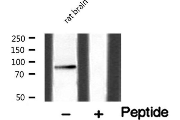 HGS antibody  (Internal Region)