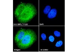ABIN263217 Immunofluorescence analysis of paraformaldehyde fixed MCF7 cells, permeabilized with 0. (XBP1 antibody  (Internal Region))