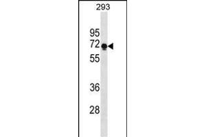 PRR14 Antibody (C-term) (ABIN1881689 and ABIN2838632) western blot analysis in 293 cell line lysates (35 μg/lane). (PRR14 antibody  (C-Term))