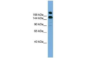 WB Suggested Anti-UGCGL1 Antibody Titration:  0. (UGGT1 antibody  (Middle Region))