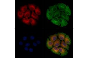 ABIN7094556 and ABIN7098605 staining Hela cells by IF/ICC. (PF4 antibody  (Internal Region))