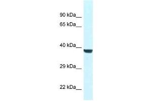 Western Blot showing Wdr45l antibody used at a concentration of 1. (WD Repeat Domain 45B (WDR45B) (N-Term) antibody)