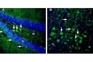 Expression of GPR83 in mouse hippocampus and cortex - Immunohistochemical staining of perfusion-fixed frozen mouse brain sections with Anti-GPR83 (extracellular) Antibody (ABIN7043174, ABIN7044445 and ABIN7044446), (1:3000), followed by goat anti-rabbit-AlexaFluor-488. (GPR83 antibody  (Extracellular))