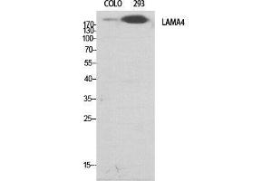 Western Blot (WB) analysis of specific cells using Laminin alpha-4 Polyclonal Antibody. (LAMa4 antibody  (Internal Region))