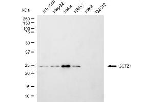 Western blotting analysis using GSTZ1 antibody (ABIN7798761).