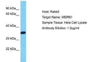 Host: Rabbit Target Name: WDR61 Sample Type: Hela Whole cell lysates Antibody Dilution: 1.