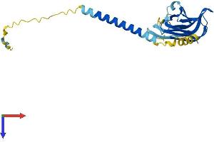 AlphaFold protein structure predicition of Mouse Recombinant Tnfsf14 Protein, UniprotID Q9QYH9 (TNFSF14 Protein (AA 1-239) (His tag))