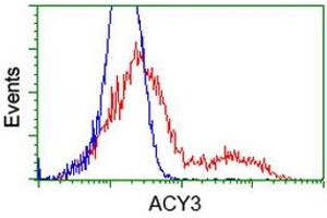 HEK293T cells transfected with either RC202287 overexpress plasmid (Red) or empty vector control plasmid (Blue) were immunostained by anti-ACY3 antibody (ABIN2454220), and then analyzed by flow cytometry. (Aminoacylase 3 antibody)