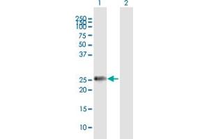 Western Blot analysis of MMP7 expression in transfected 293T cell line by MMP7 MaxPab polyclonal antibody.