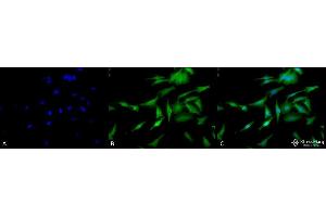 Immunocytochemistry/Immunofluorescence analysis using Rat Anti-HSF1 Monoclonal Antibody, Clone 10H4 . (HSF1 antibody  (Atto 390))