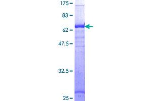 HLA-A Protein (AA 24-365) (GST tag)