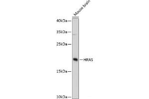 Western blot analysis of extracts of Mouse brain using HRAS Polyclonal Antibody at dilution of 1:3000. (HRAS antibody)