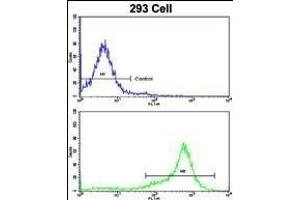 Flow cytometric analysis of 293 cells using SHP2 Antibody (bottom histogram) compared to a negative control cell (top histogram). (PTPN11 antibody  (AA 526-551))