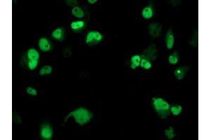 Anti-ERCC4 mouse monoclonal antibody (ABIN2454883) immunofluorescent staining of COS7 cells transiently transfected by pCMV6-ENTRY ERCC4 (RC223300). (ERCC4 antibody)